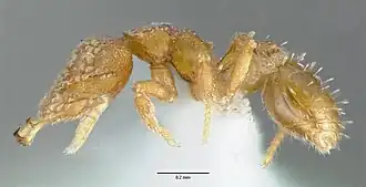 Strumigenys schuetzi