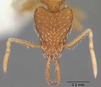 Strumigenys silvestrii