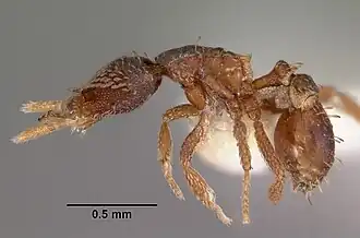 Strumigenys spathoda