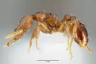 Strumigenys sylvaini