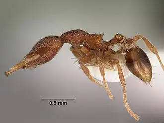 Strumigenys tadynastes