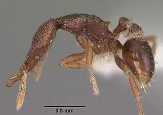 Strumigenys tantilla