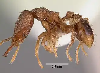 Strumigenys taraxis