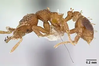 Strumigenys tetraphanes