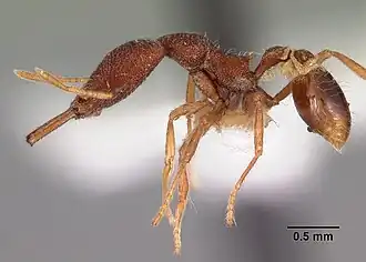 Strumigenys tomodonta