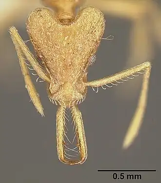 Strumigenys trinidadensis