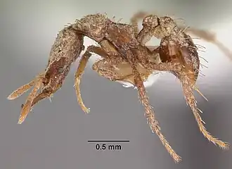 Strumigenys tritomea