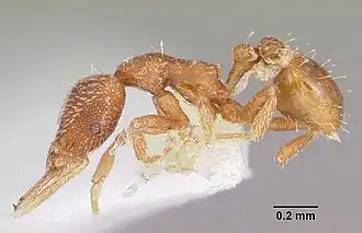 Strumigenys yanintra