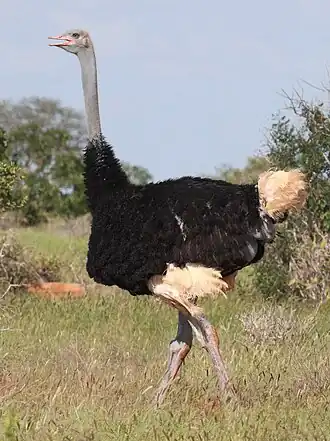 Somalische struisvogel