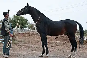 Een Akhal-Teke