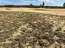 Een droog voorjaarsaspect van de associatie van buntgras en heidespurrie.