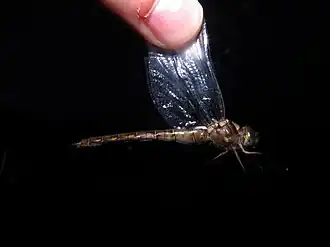 Neurocordulia yamaskanensis