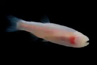 Stygichthys typhlops