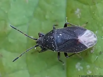 Stygnocoris rusticus