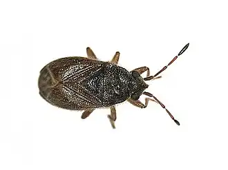 Stygnocoris sabulosus