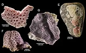 Stylantheca papillosa