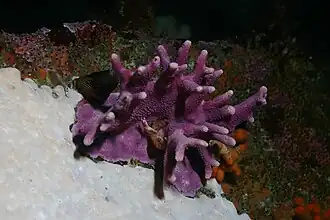 Stylaster californicus