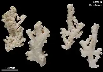 Stylaster erubescens