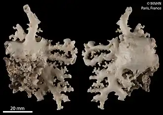 Stylaster imbricatus