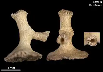 Stylaster maroccanus