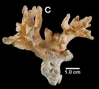 Stylaster stejnegeri