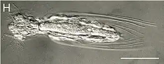 Stylochaeta fusiformis