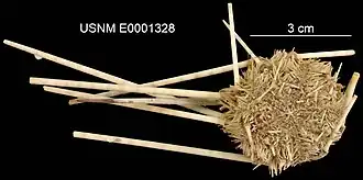 Stylocidaris annulosa