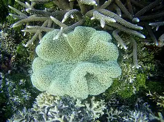 Stylocoeniella guentheri