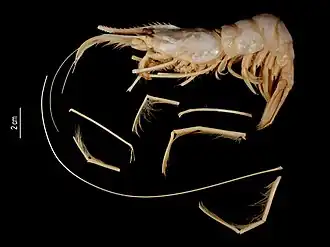 Stylodactylus brucei