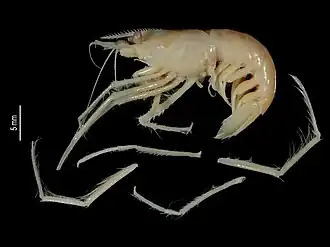 Stylodactylus laurentae