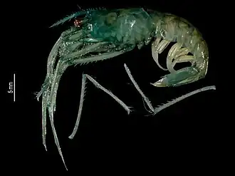 Stylodactylus pubescens