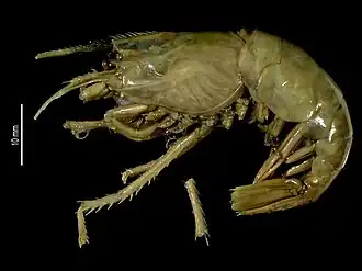 Stylodactylus serratus