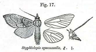 Styphlolepis