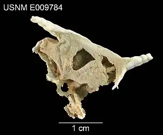 Styracaster monacanthus