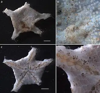 Styracaster paucispinus