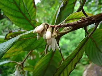 Styrax argenteus