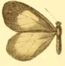 Styx infernalis