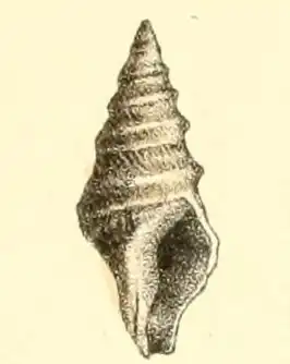 Suavodrillia kennicotti