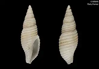 Subcancilla joapyra