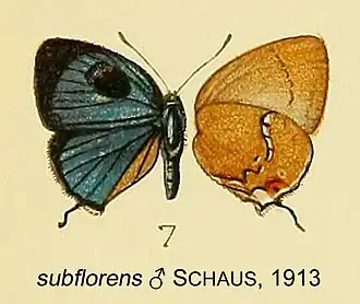 Erora subflorens