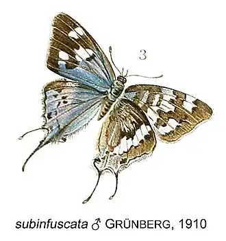 Stugeta subinfuscata