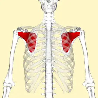 Musculus subscapularis (rood)