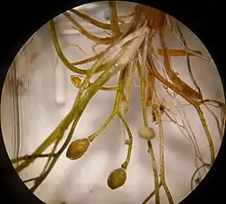 Vruchten en vrucht met twee zaden