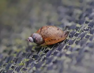 Langwerpige barnsteenslak