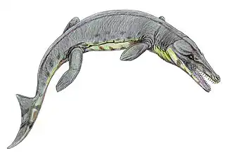 Suchodus durobrivense.