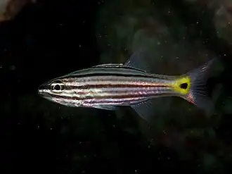 Cheilodipterus intermedius