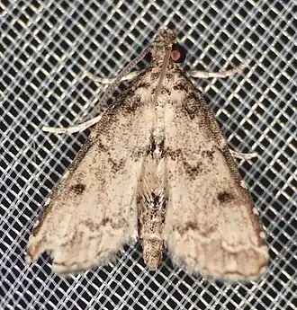 Sufetula hemiophthalma