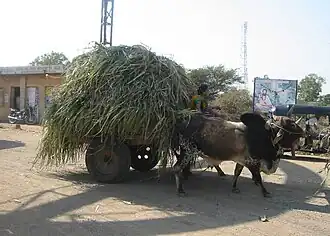 Ossenkar met suikerriet, India