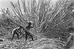 Suikerrietoogst (1969)