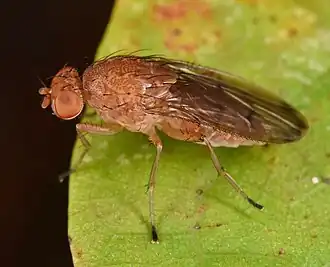 Suillia quinquepunctata